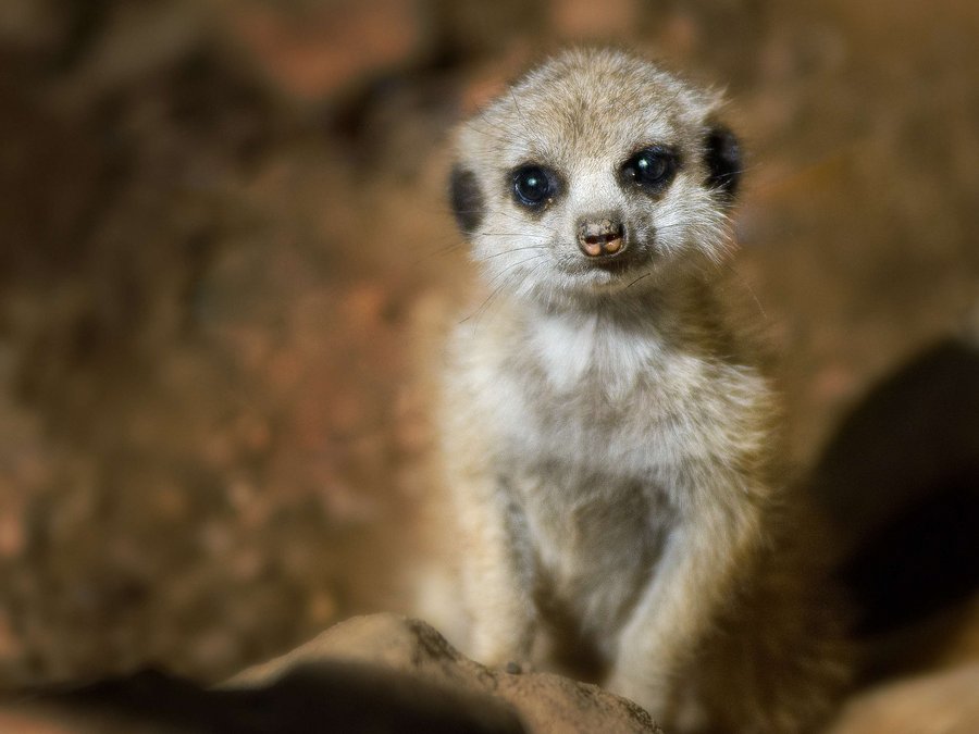 Ein beige färbendes Erdmännchen steht aus den Hinterfüßen in der Mitte. Im verschwommenen Hintergrund ist der Boden und ein Stein.  